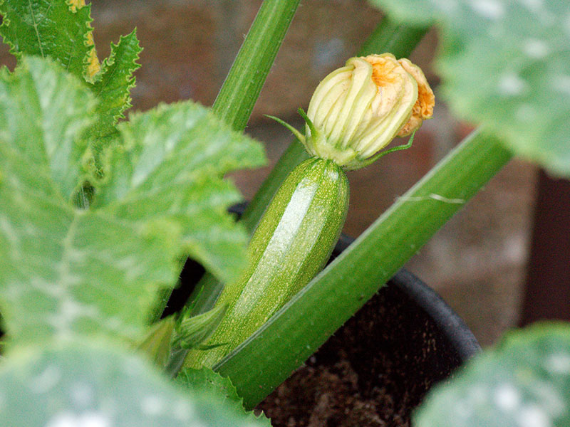 Courgette