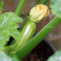 courgette