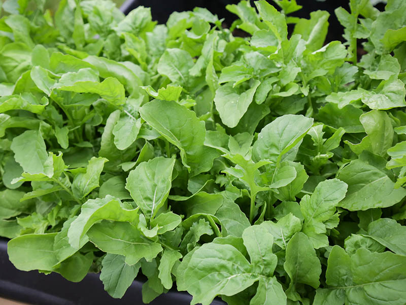 Rucola