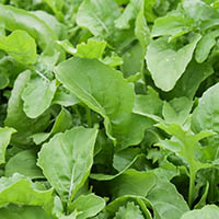 rucola